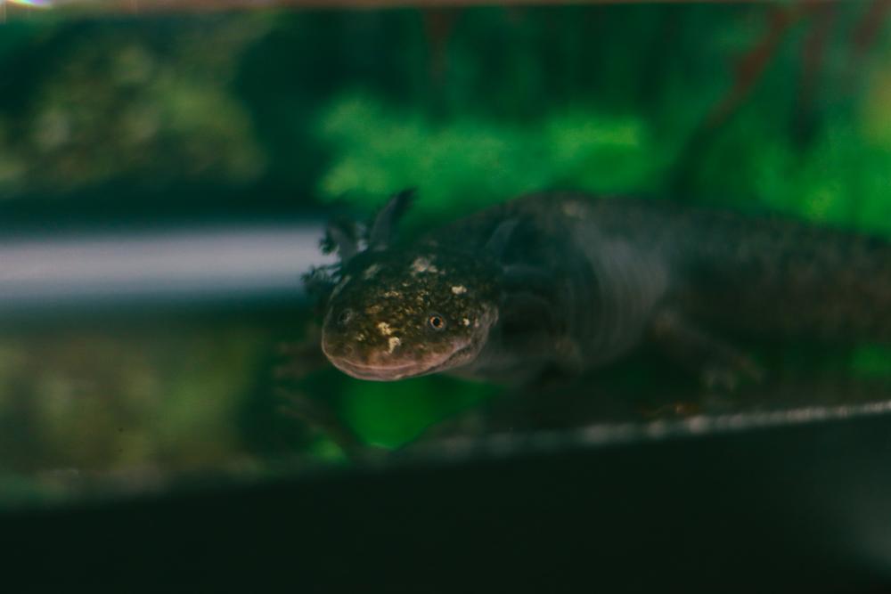 RPCA RO Jerome Buddie Ford Nature Center 68