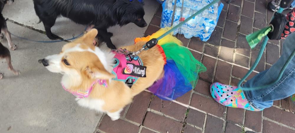 Dog wearing rainbow tutu