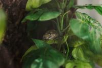 RPCA RO Jerome Buddie Ford Nature Center 16
