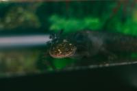 RPCA RO Jerome Buddie Ford Nature Center 68