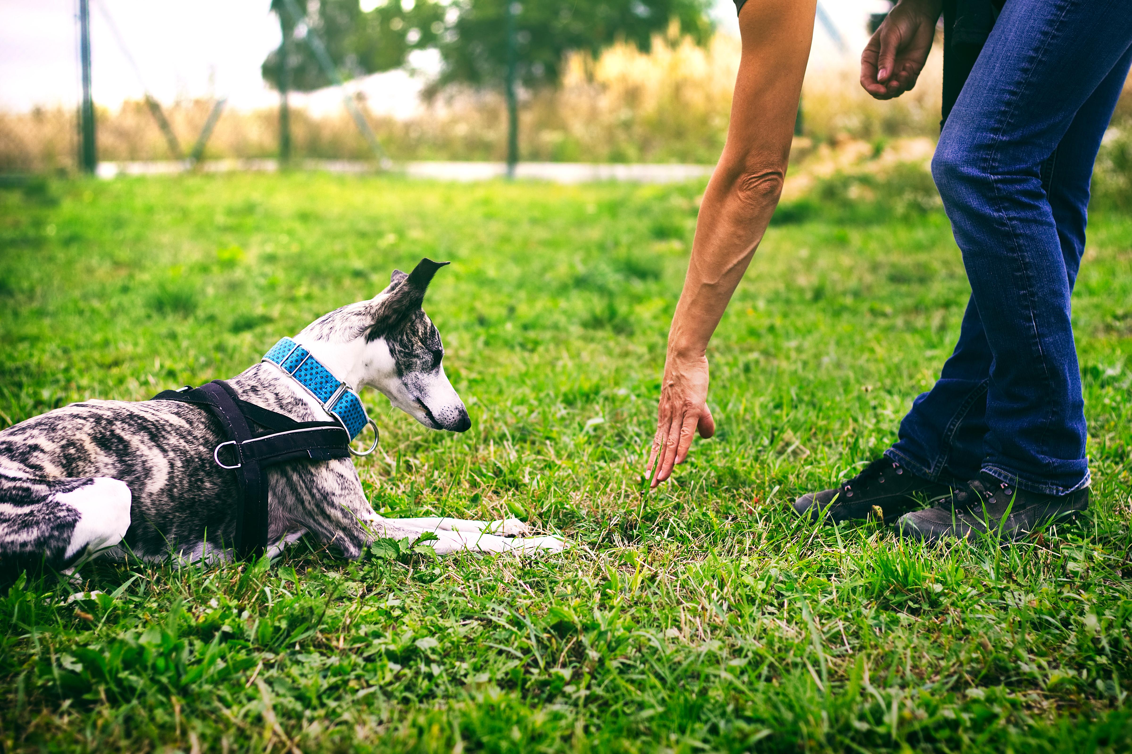 Nice dog parks orders near me