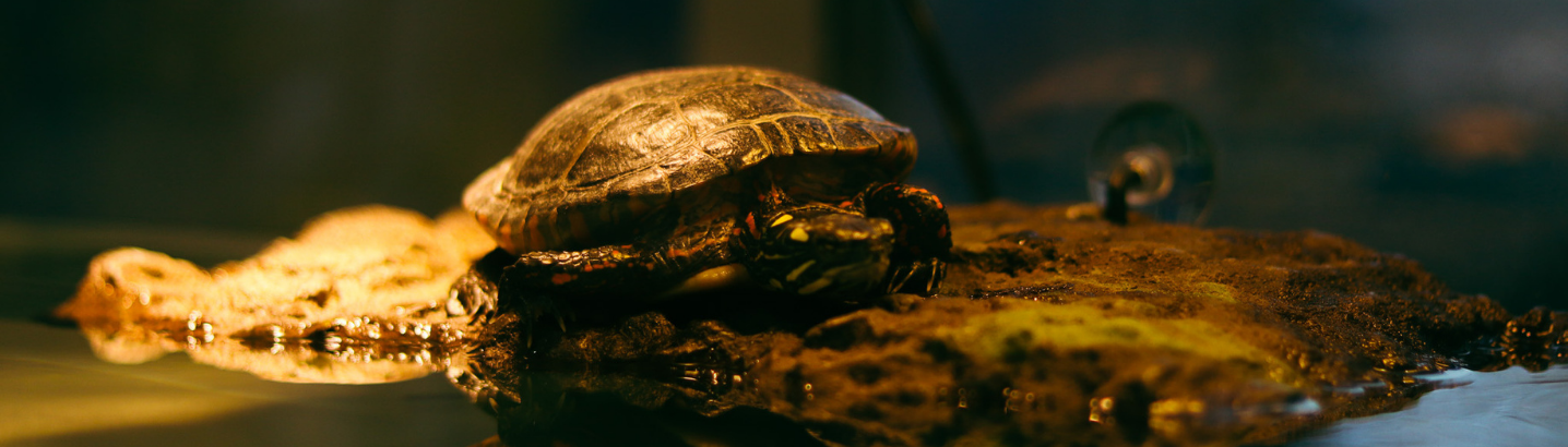 Turtle on a log inside an enclosure at the Buddie Ford Nature Center