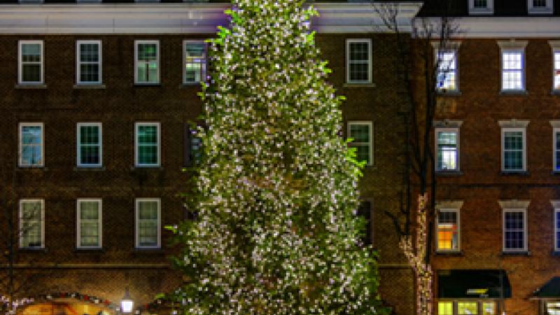 City Hall Holiday Tree