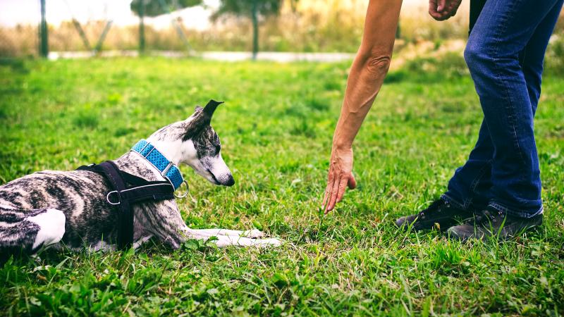 RPCA Dog Park Image