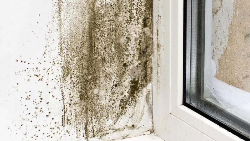 mold on windowpane