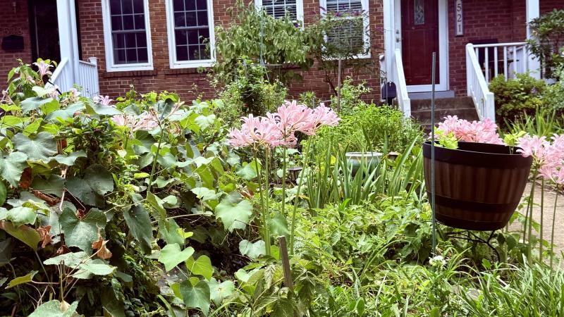 Green shrubbery in front of a duplex