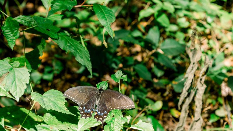 Image of Eastern Tiger Female in Alexandria