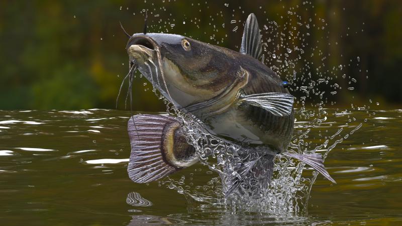 Catfish jumping out of water