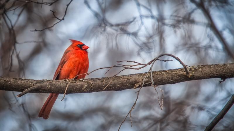 Red cardinal sitting atop a thin branch of a tree with no leaves during the winter. Blurred background of snow and bare branches