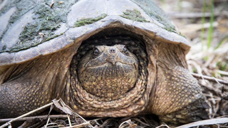 Image of a big snapping turtle