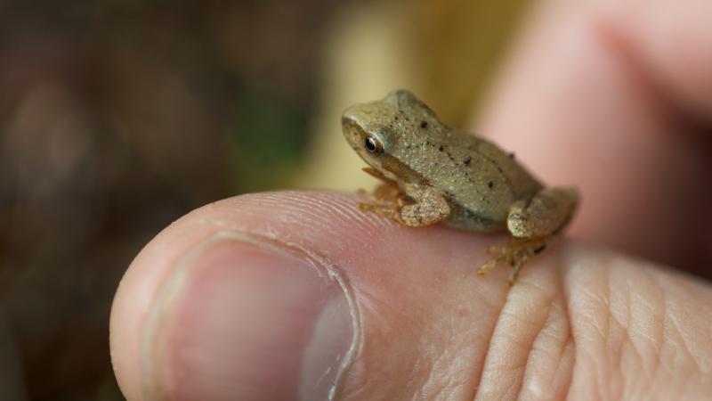 Spring Peeper on a person's thumb