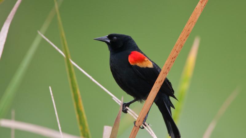 Image of a red-winged blackbird sitting on brown tall grass