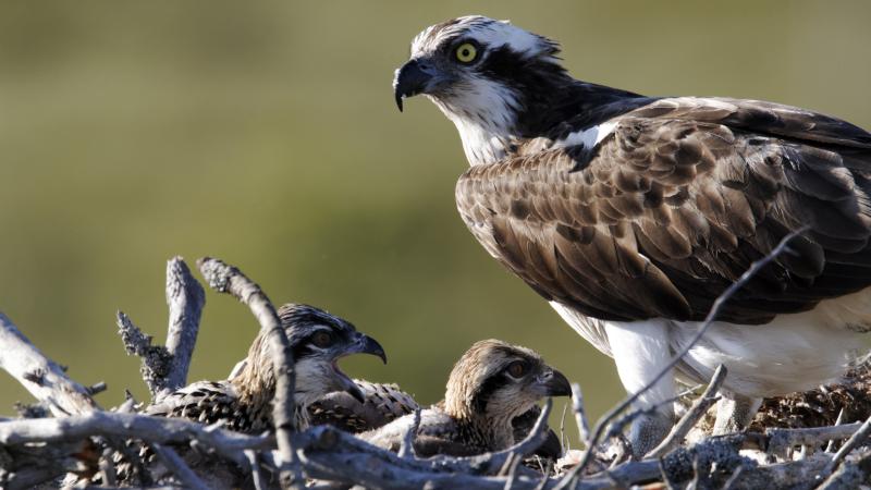 Image of an osprey sitting at its nest with two little baby birds