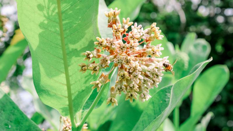 Milkweed with bee