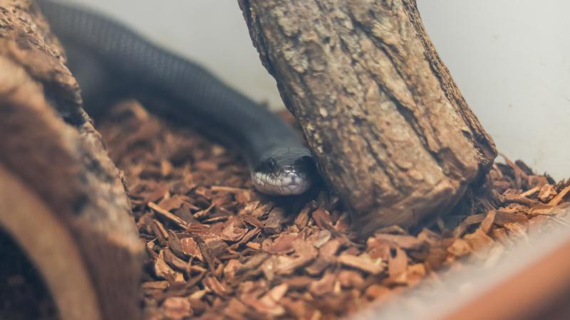 Image of a black snake in an enclosure at Buddie Ford Nature Center
