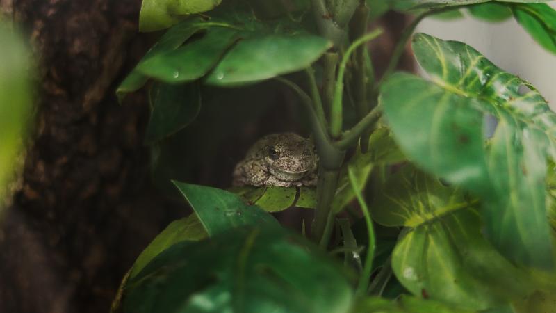 Frog sitting on a leaf in an enclosure at Buddie Ford Nature Center
