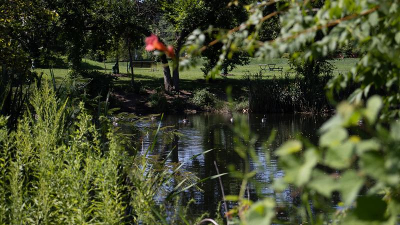 Image of part of Ben Brenman Park with water and vegetation around it