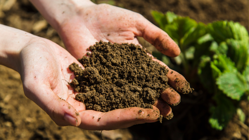 Hands cupped together with a soil on them showing the camera