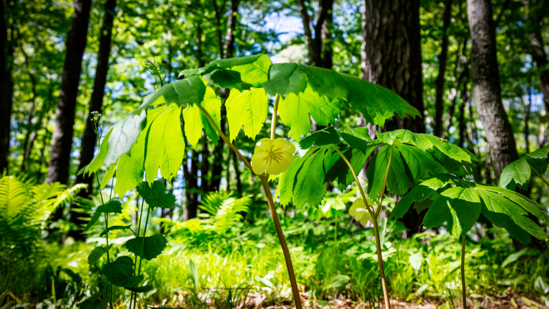 Mayapple (Podophyllum peltatum)