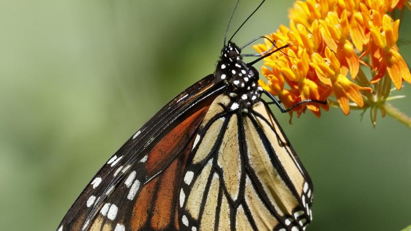 Monarch butterfly on butterfly weed