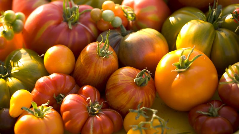 Heirloom tomatoes varying in color, size, and shape