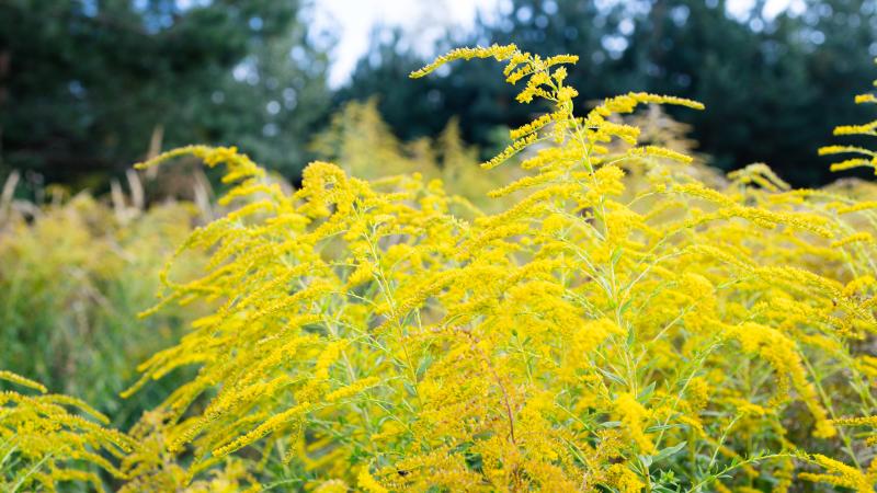 Golden rods