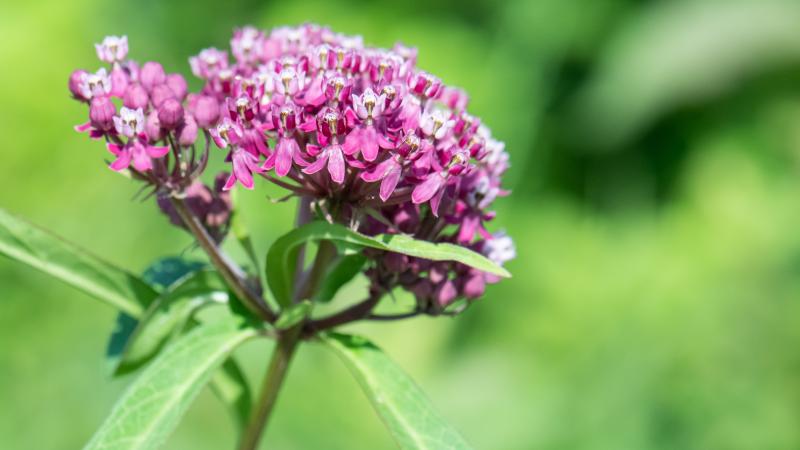 Common Milkweed