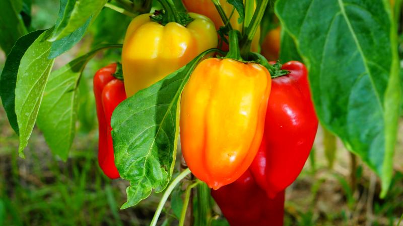 Heirloom peppers with varying colors on a stem