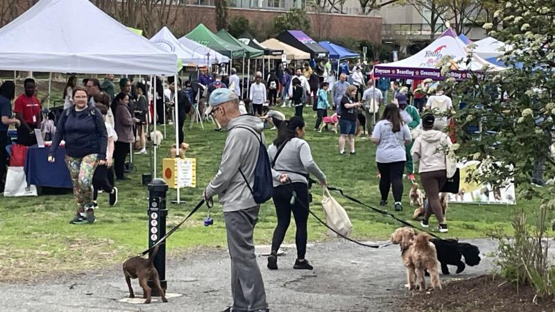 photo from alx dog fest