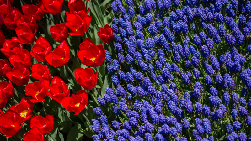 Planting for America 250