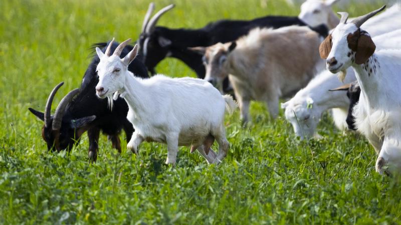 Herd of goats grazing in a field