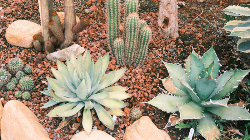 Botanical Garden