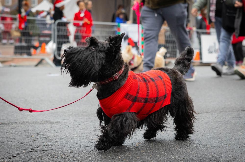 scottish terrier on leash in red plaid sweater