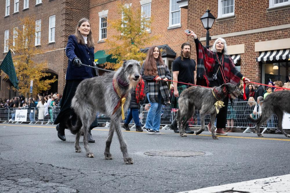 grey great danes being walked on leashes in parade