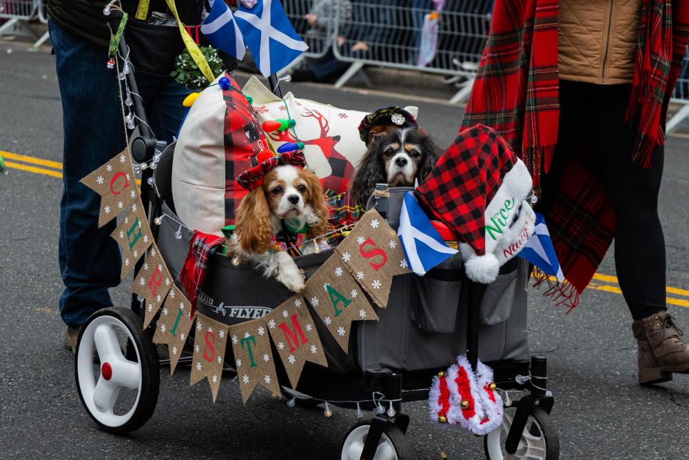 Two Dogs in a decorated wagon surrounded by pillows