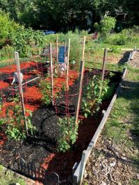 community garden picture