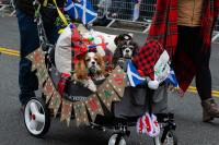 Two Dogs in a decorated wagon surrounded by pillows