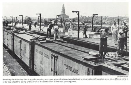 Men on top of refrigerated fruit train cars.