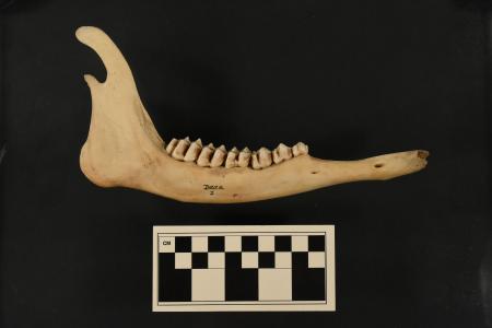 A deer jawbone, approximately 20 cm in length