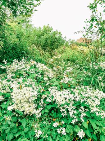 Image of invasive plant autumn clematis with a white sky and shrubbery all around