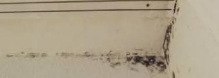 black mold on floor boards