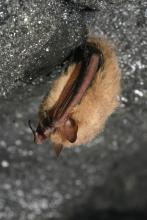 Tri Colored Bat – Perimyotis Subflavus