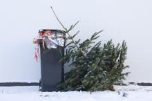 Christmas Tree at Curb for Recycling