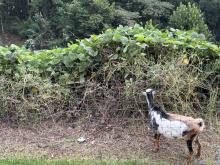 goat at a park 